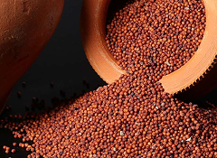 Finger Millet (Raagi)