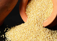 Foxtail Millet