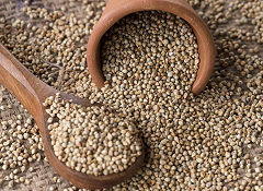 Pearl Millet